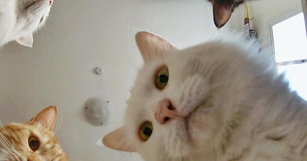 Смешные коты без надписей