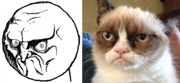 Коты мемы без надписей