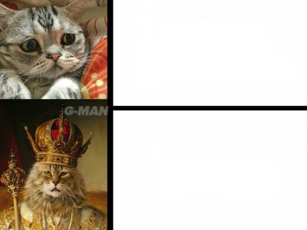 Коты мемы