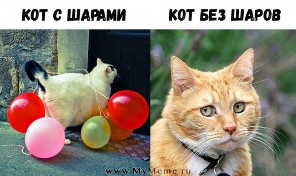 Мемы с котятами