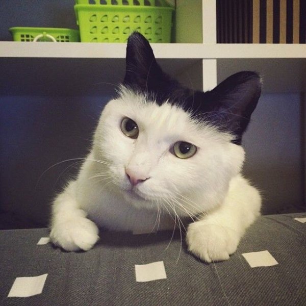Смешные котики мемы