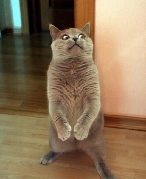 Мемы с котиками