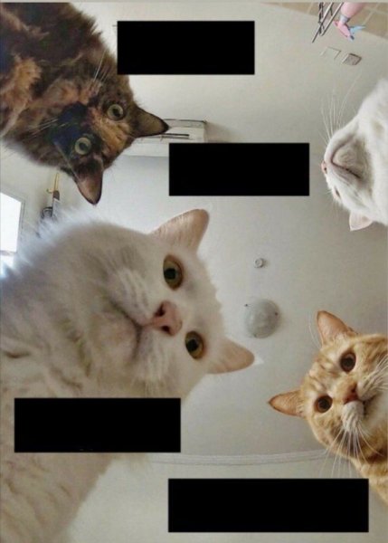 Так блэт Мем кот