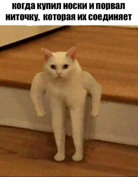 Кот из мема