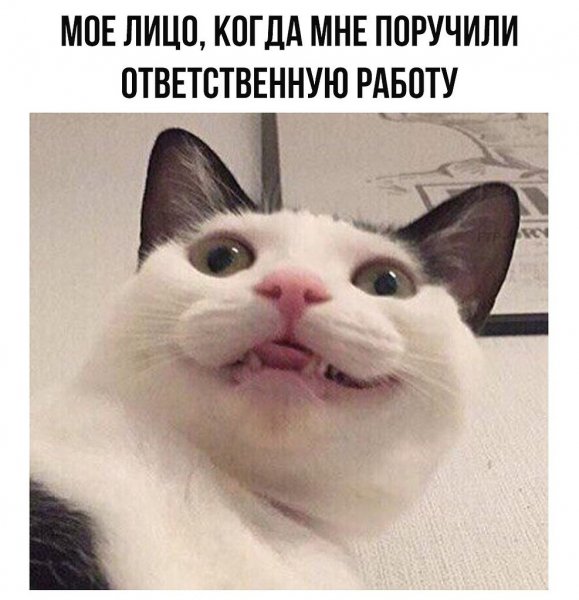 Мемчики с котами
