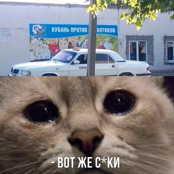 Мемы с котом