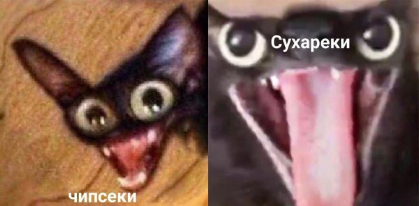 Кот Мем