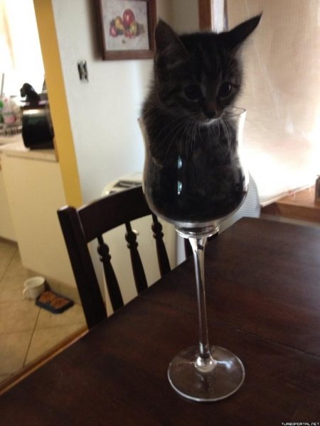 Котенок с боку