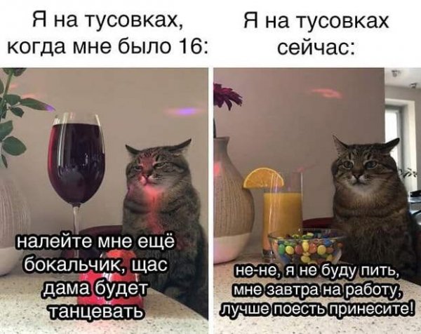 Котик с бокалом вина Мем