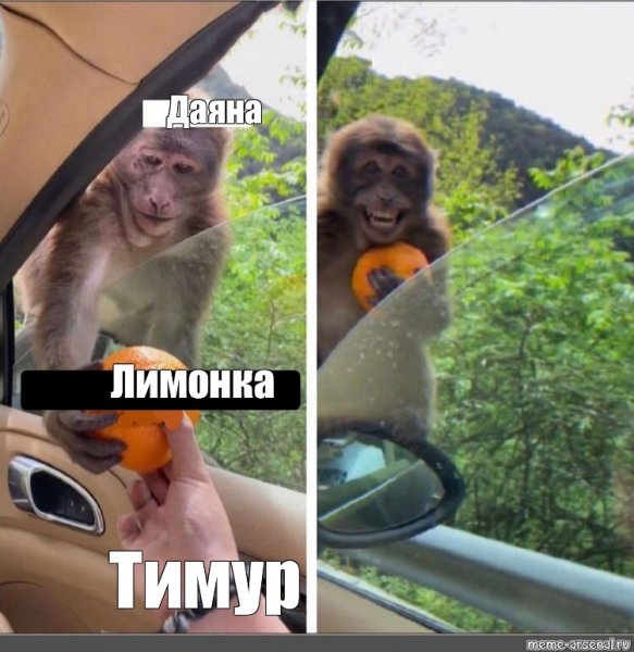 Смешные обезьяны мемы