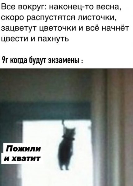 Мем кот повесился в дверном проеме