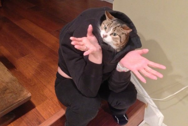 Ну бывает кот
