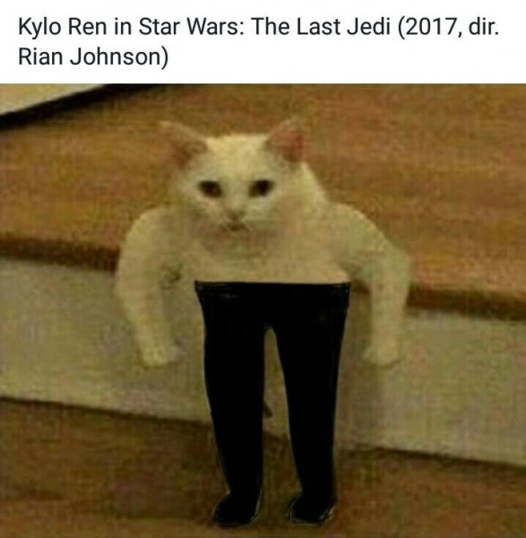 Кот на руках
