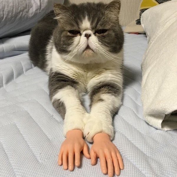 Кошка на руках