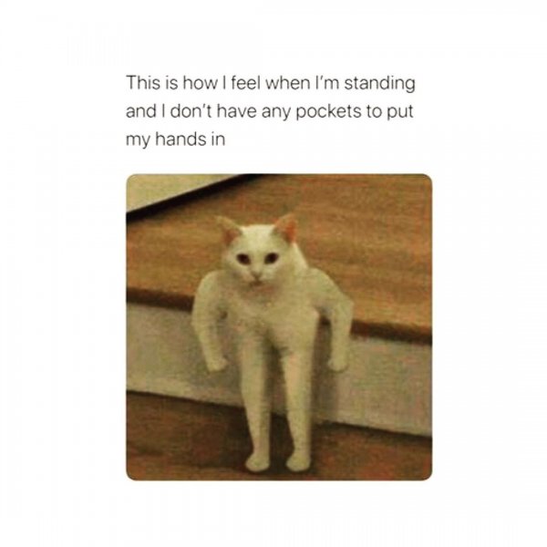 Белый кот качок