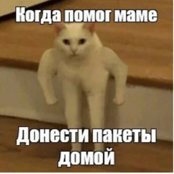 Коты мемы с руками