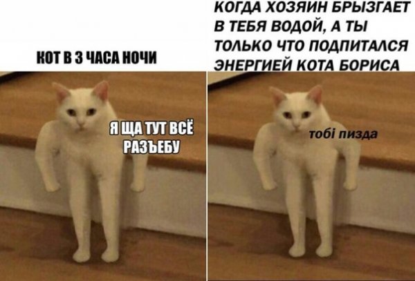 Кот качок Мем