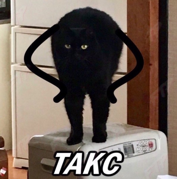 Так блэт кот
