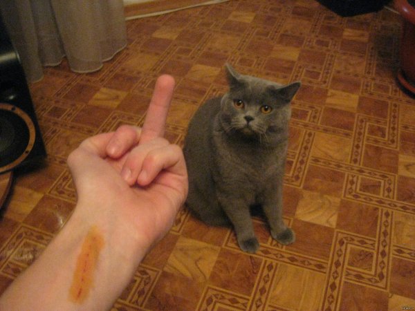Кот с руками Мем