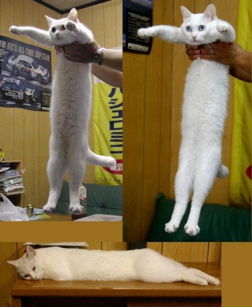 Длинный кот Мем