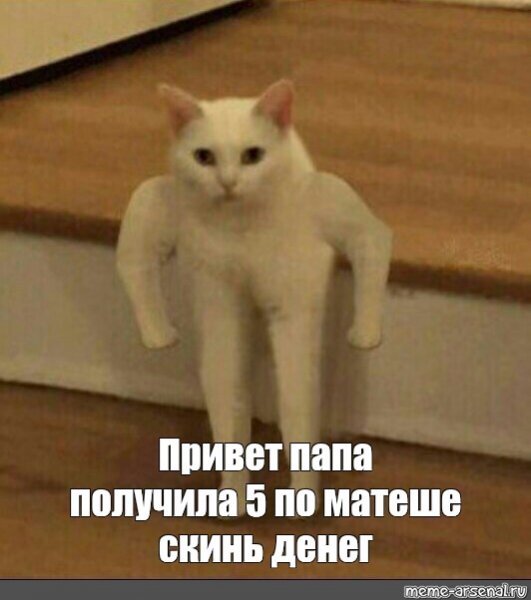 Кот нет Мем