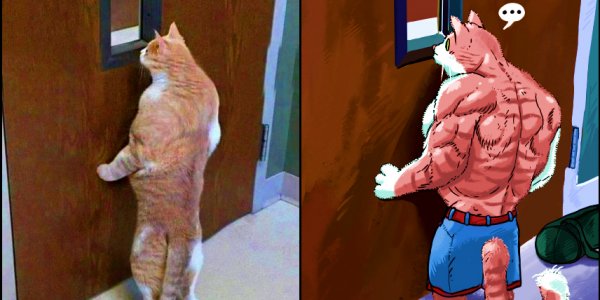 Накаченный котик