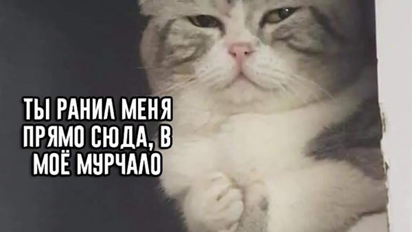 Помурчи Мем