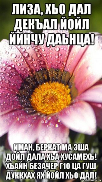 Сом вац Шу нуц