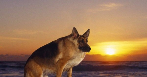 Немецкая овчарка Макс