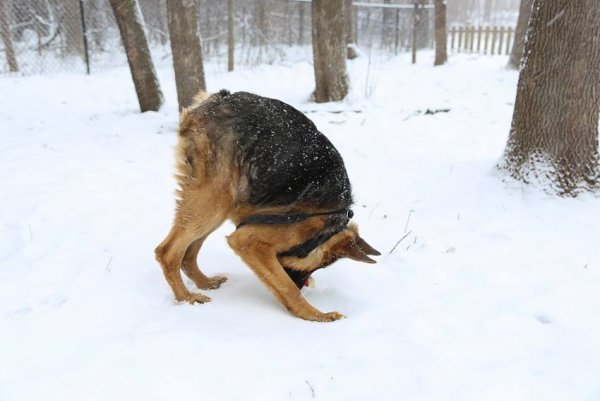 Пёс Квазимодо овчарка