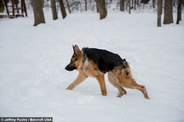 Пёс Квазимодо овчарка