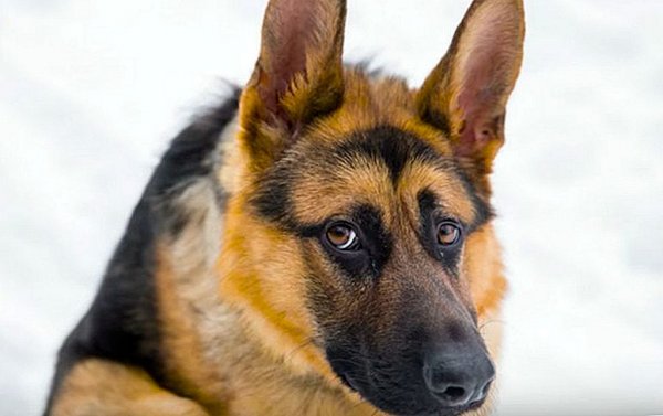 Овчарка Квазимодо