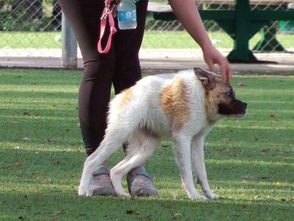 Овчарка Квазимодо