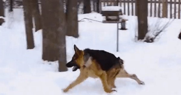 Горбатая овчарка Квазимодо