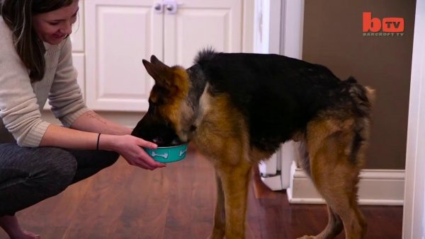 Пёс Квазимодо овчарка