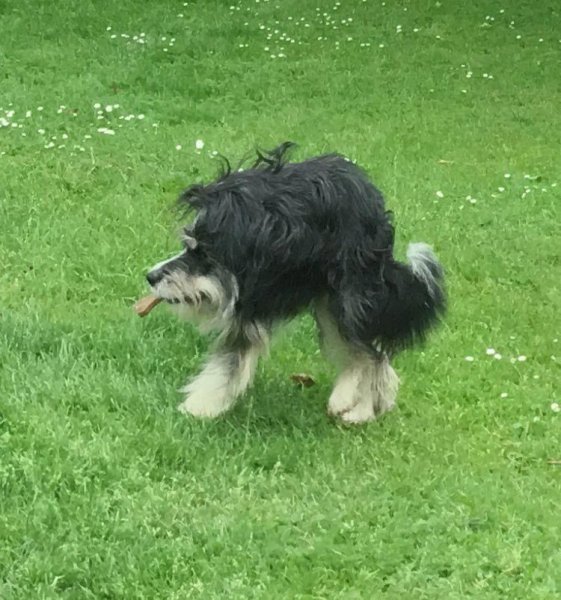 Укороченная собака