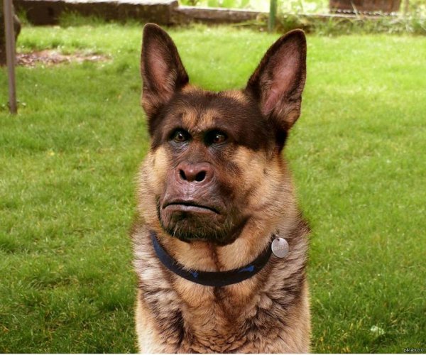 Короткая немецкая овчарка