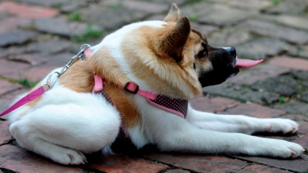 Собака с укороченным позвоночником