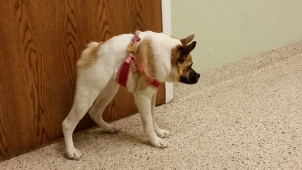 Собака с коротким позвоночником