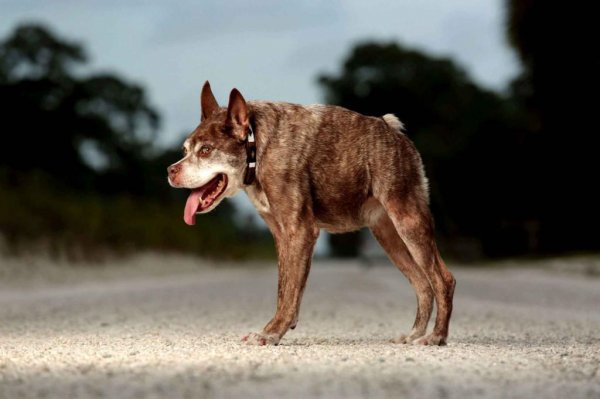Голландская овчарка Квазимодо