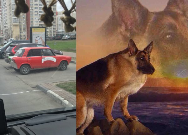 Сутулая овчарка