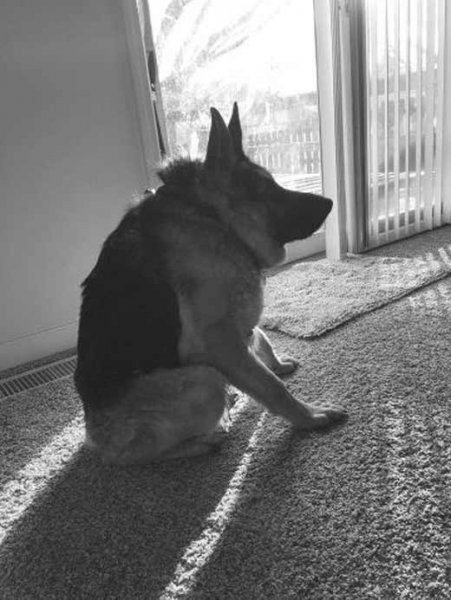 Пёс Квазимодо овчарка