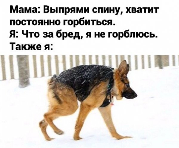 Собака сутулая собака сутулая