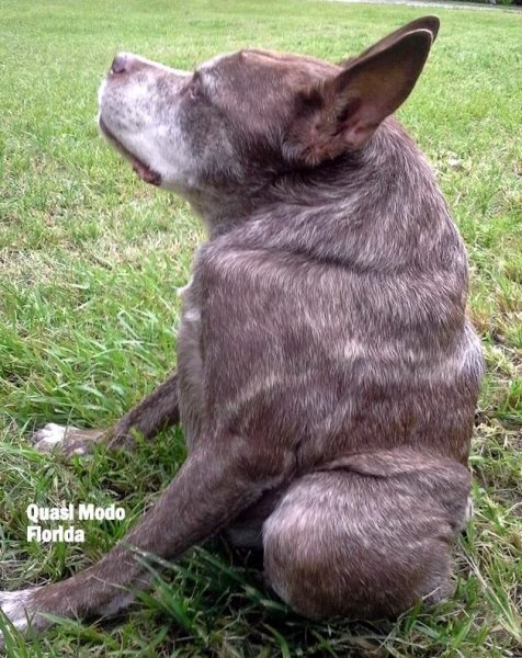 Овчарка Квазимодо