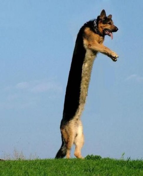 Овчарка с длинными ногами