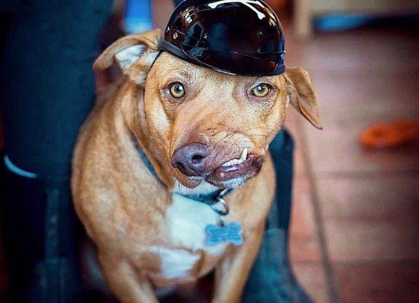 Короткая собака