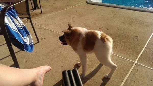 Собака инвалид Мем