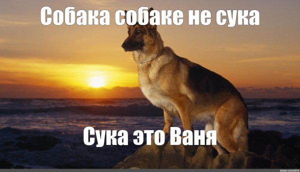 Немецкая овчарка Макс Мем