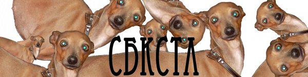 Мемас с собакой сутулой