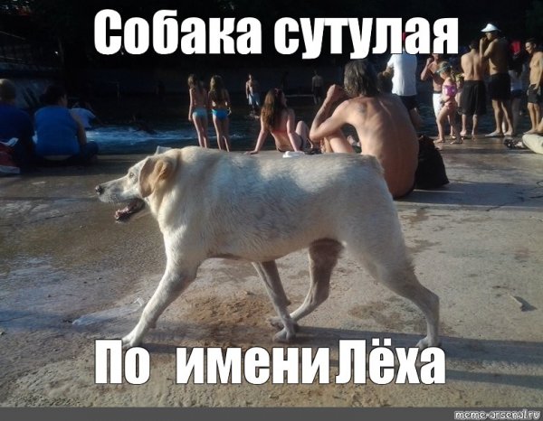 Собака сутулая Мем